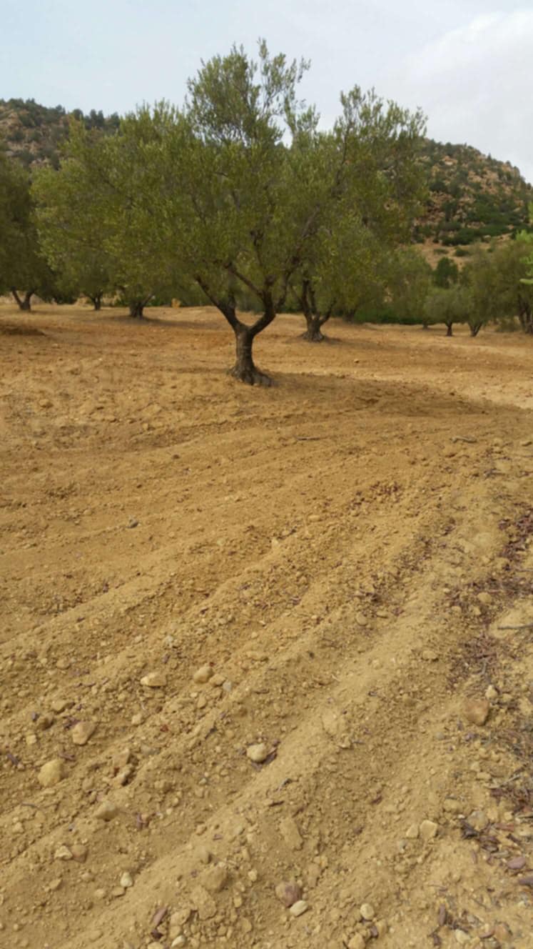 Terrain Terrain agricole