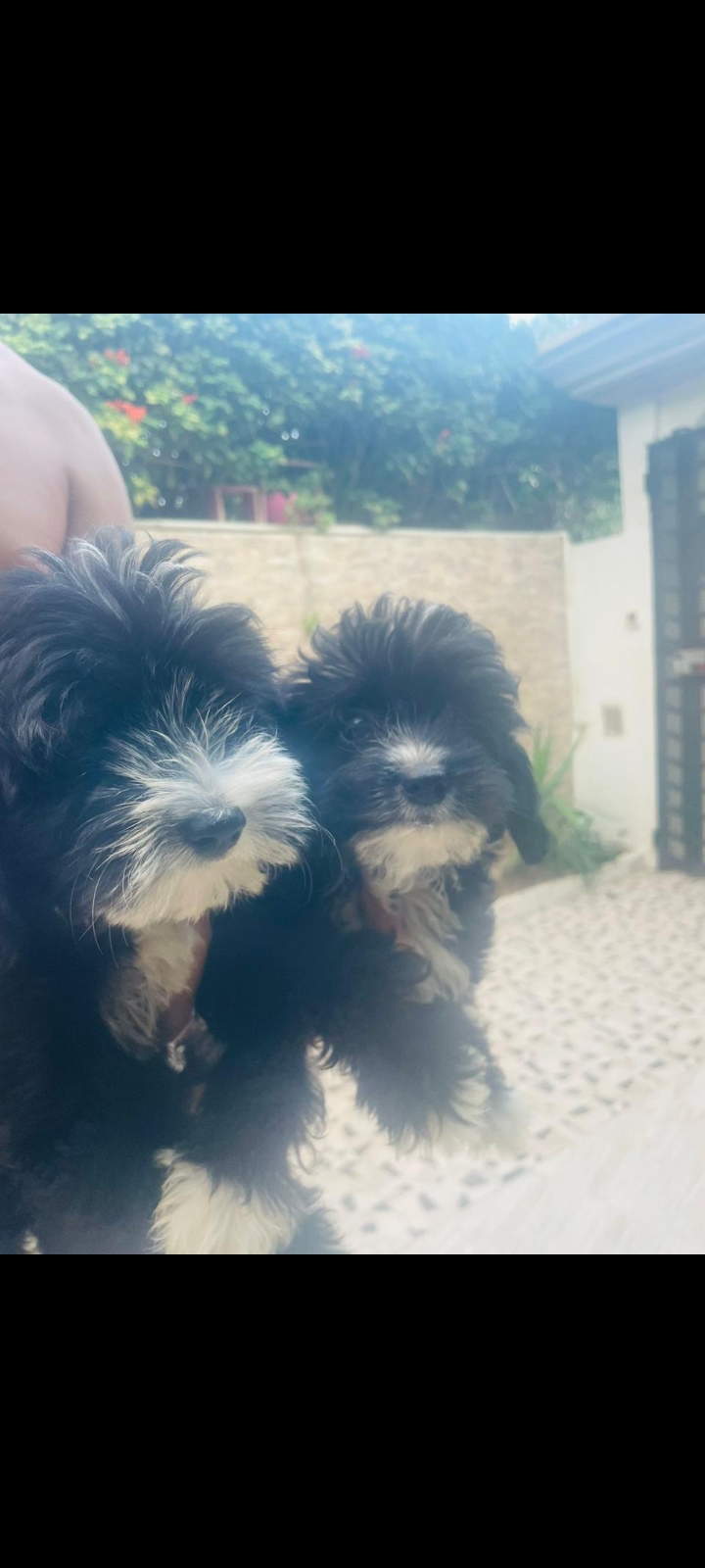 La Marsa El Aouina Chiens Autre Adorables chiots havamalt