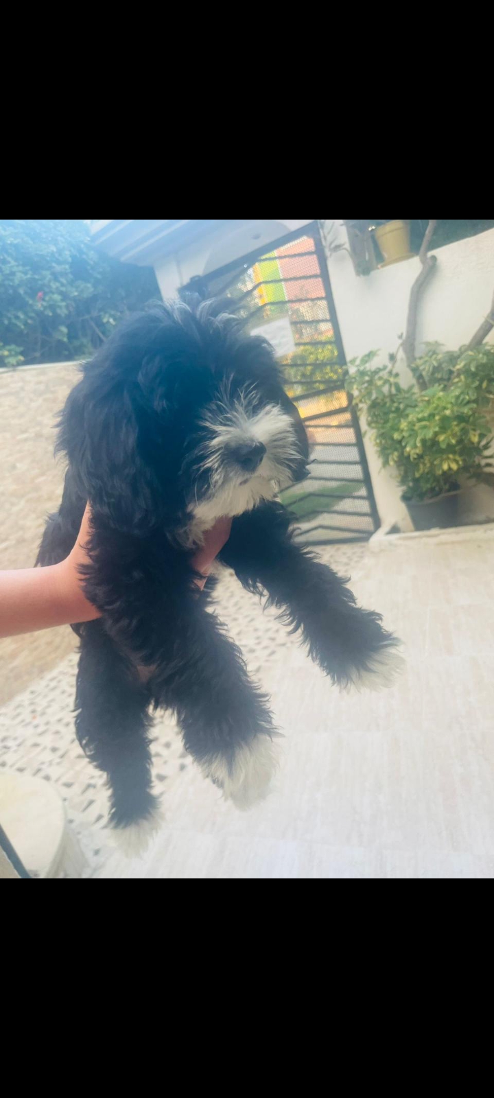 Chiens Autre