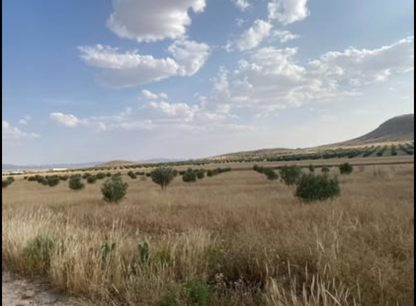 Thala&nbsp;Thala&nbsp;Terrain&nbsp;Terrain agricole&nbsp;Terrain agricole de 7 hectares thala jarda