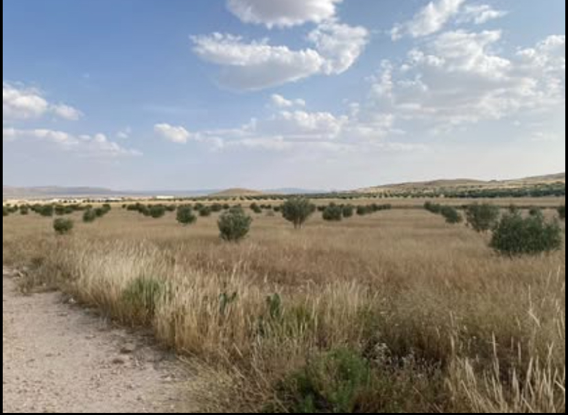 Thala&nbsp;Thala&nbsp;Terrain&nbsp;Terrain agricole&nbsp;Terrain agricole de 7 hectares thala jarda