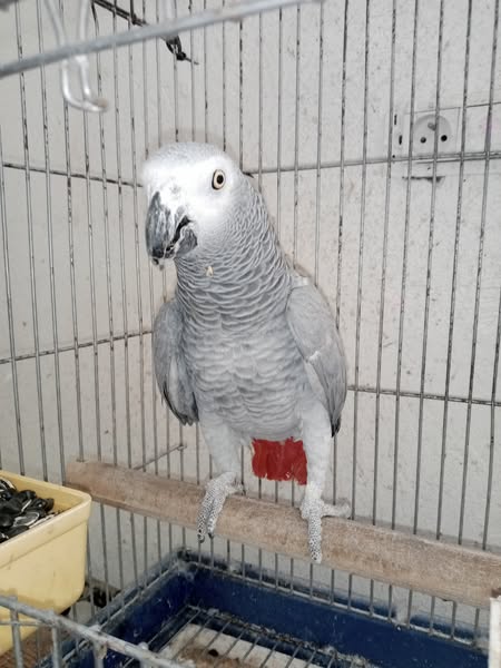 Oiseaux Autre