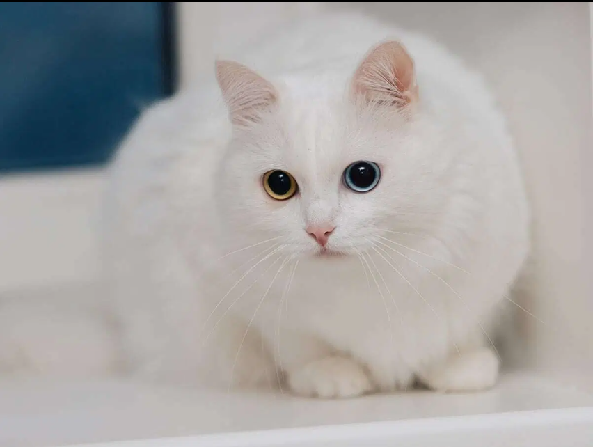 Chats Autre