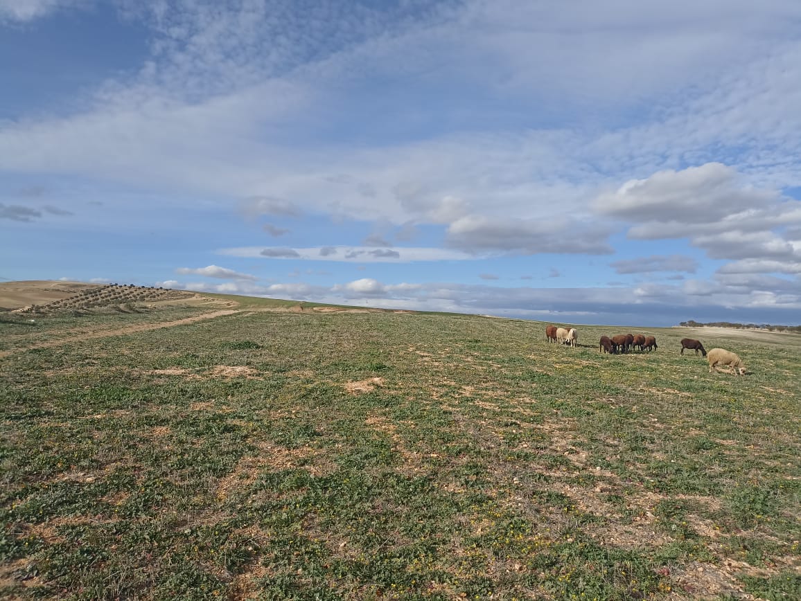 Terrain&nbsp;Terrain agricole