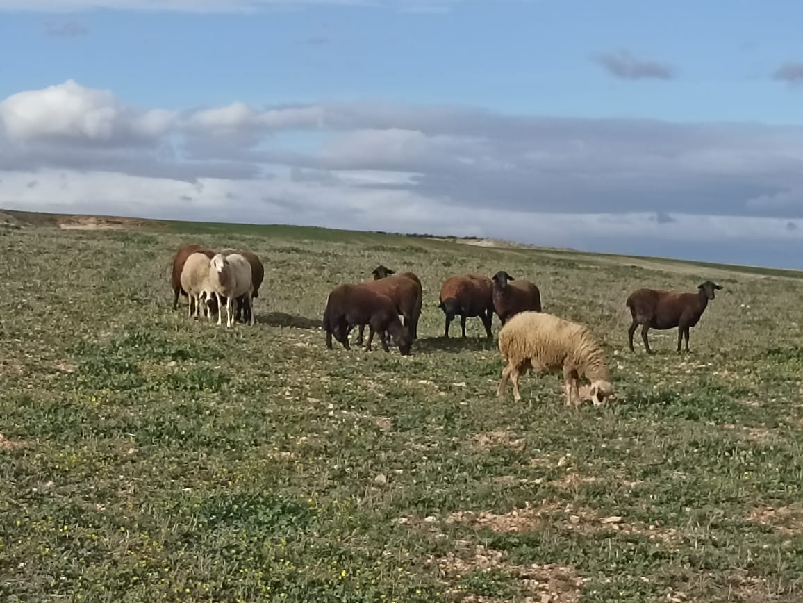 Bir Mcherga&nbsp;Bir Mcherga&nbsp;Terrain&nbsp;Terrain agricole&nbsp;11 hectares  2 hectares d'oliviers  9 hectares nu