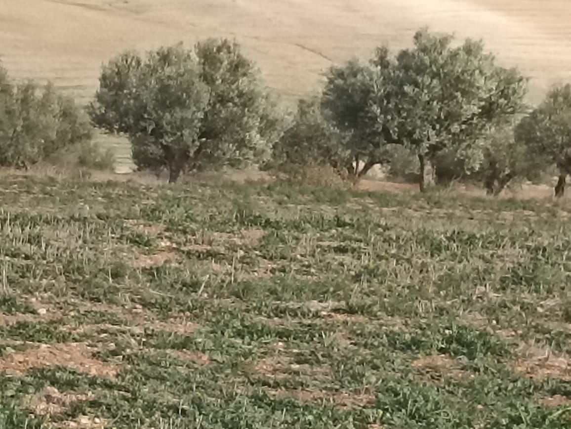 Bir Mcherga&nbsp;Bir Mcherga&nbsp;Terrain&nbsp;Terrain agricole&nbsp;11 hectares  2 hectares d'oliviers  9 hectares nu