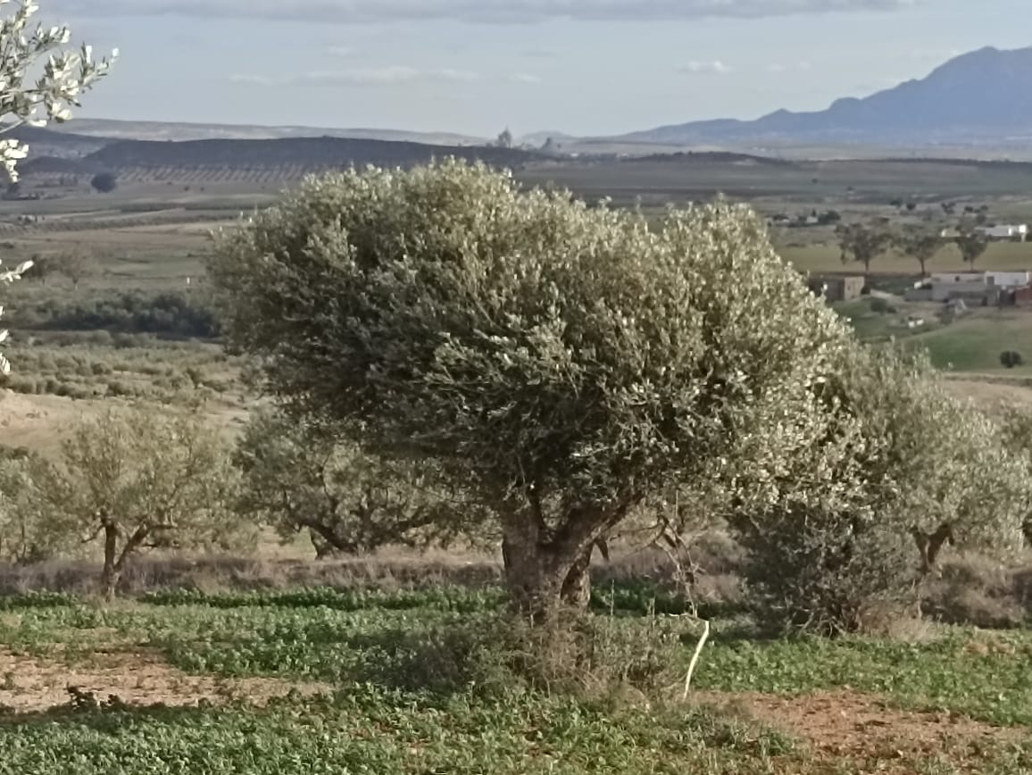 Bir Mcherga&nbsp;Bir Mcherga&nbsp;Terrain&nbsp;Terrain agricole&nbsp;22 hectares 4 hectares d'oliviers 18 hectares nu
