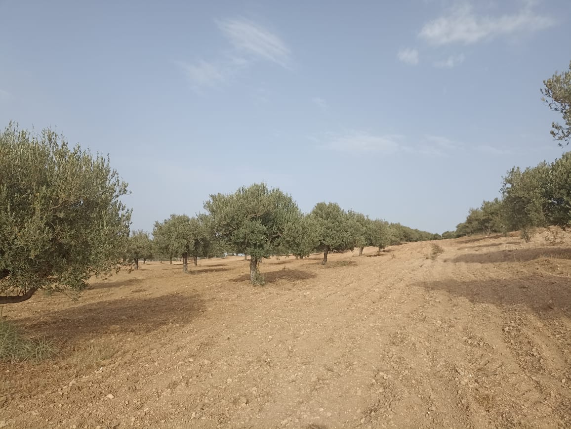 Bir Mcherga Sminja Terrain Terrain agricole 2 hectares 200 oliviers