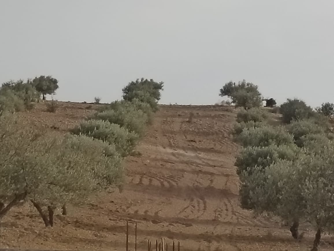 Bir Mcherga Sminja Terrain Terrain agricole 2 hectares 200 oliviers