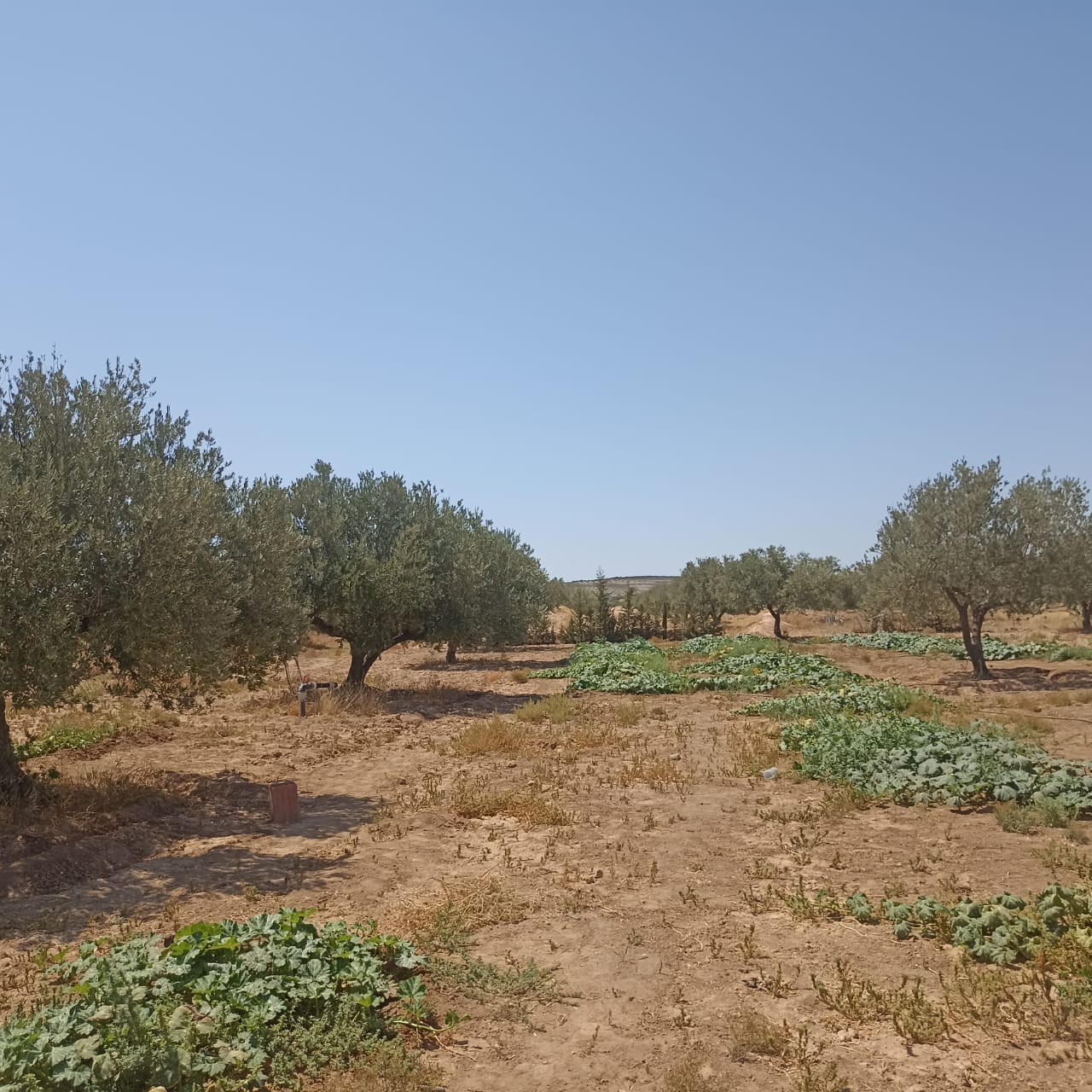 El Fahs El Amaiem Terrain Terrain agricole Ferme 4 hectares elfahs