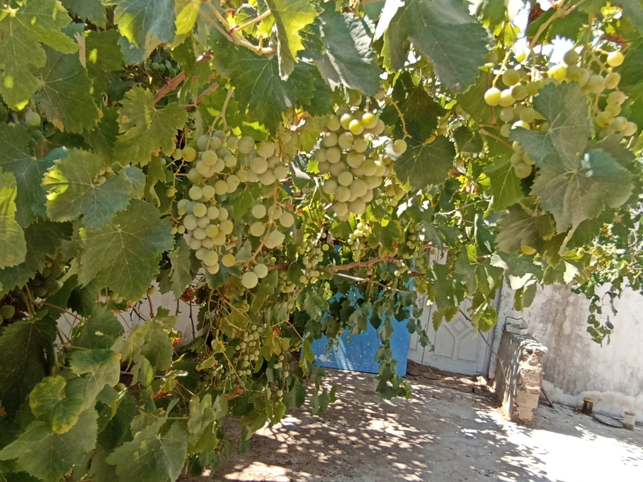 Bir Mcherga&nbsp;Delaiel El Arouss&nbsp;Terrain&nbsp;Terrain agricole&nbsp;Petite ferme 47km de tunis