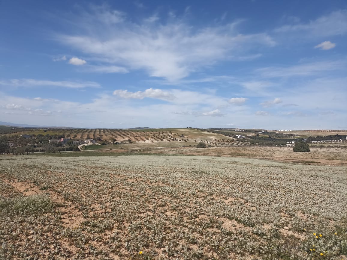 Bir Mcherga&nbsp;Bir Mcherga&nbsp;Terrain&nbsp;Terrain agricole&nbsp;5 hectare 1h oliviers 4h nu