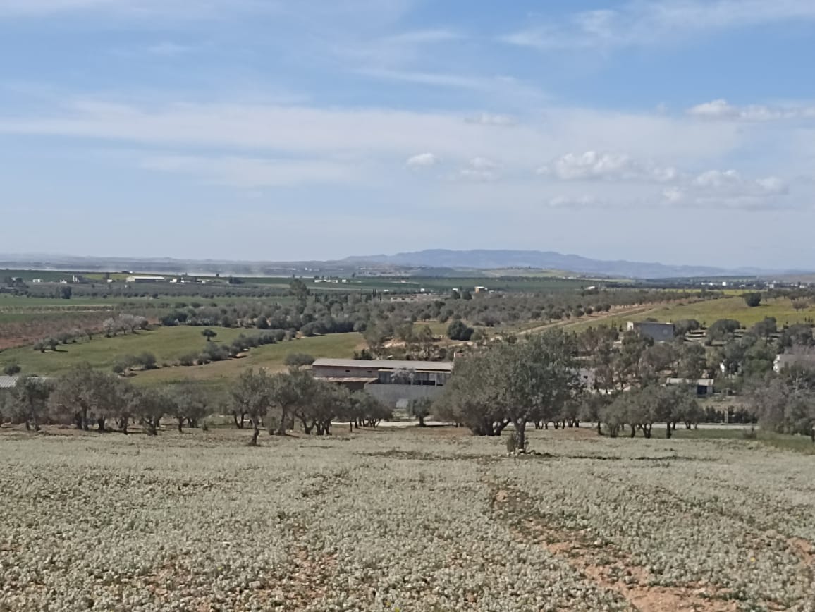 Bir Mcherga&nbsp;Bir Mcherga&nbsp;Terrain&nbsp;Terrain agricole&nbsp;5 hectare 1h oliviers 4h nu