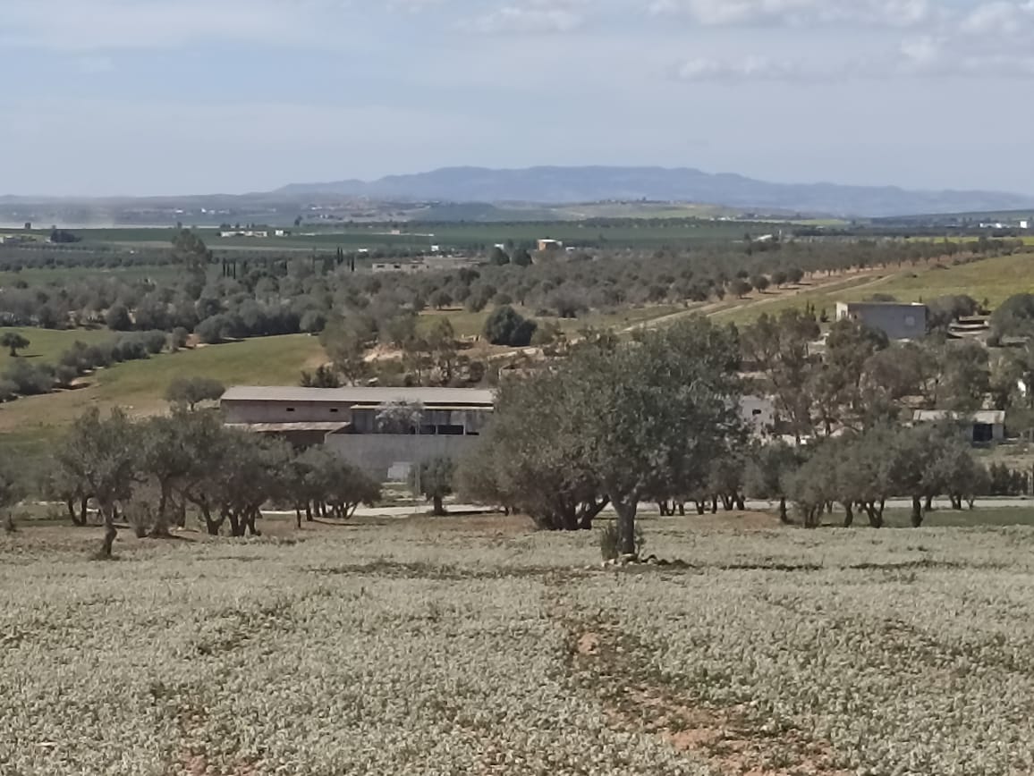 Bir Mcherga&nbsp;Bir Mcherga&nbsp;Terrain&nbsp;Terrain agricole&nbsp;5 hectare 1h oliviers 4h nu