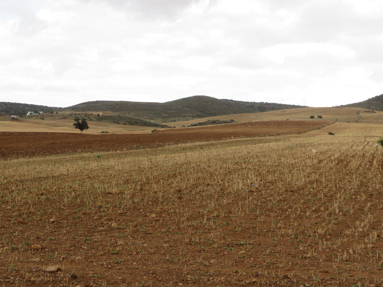 Bir Mcherga&nbsp;Bir Mcherga&nbsp;Terrain&nbsp;Terrain agricole&nbsp;29 hectares  � c�t� de l'autoroute