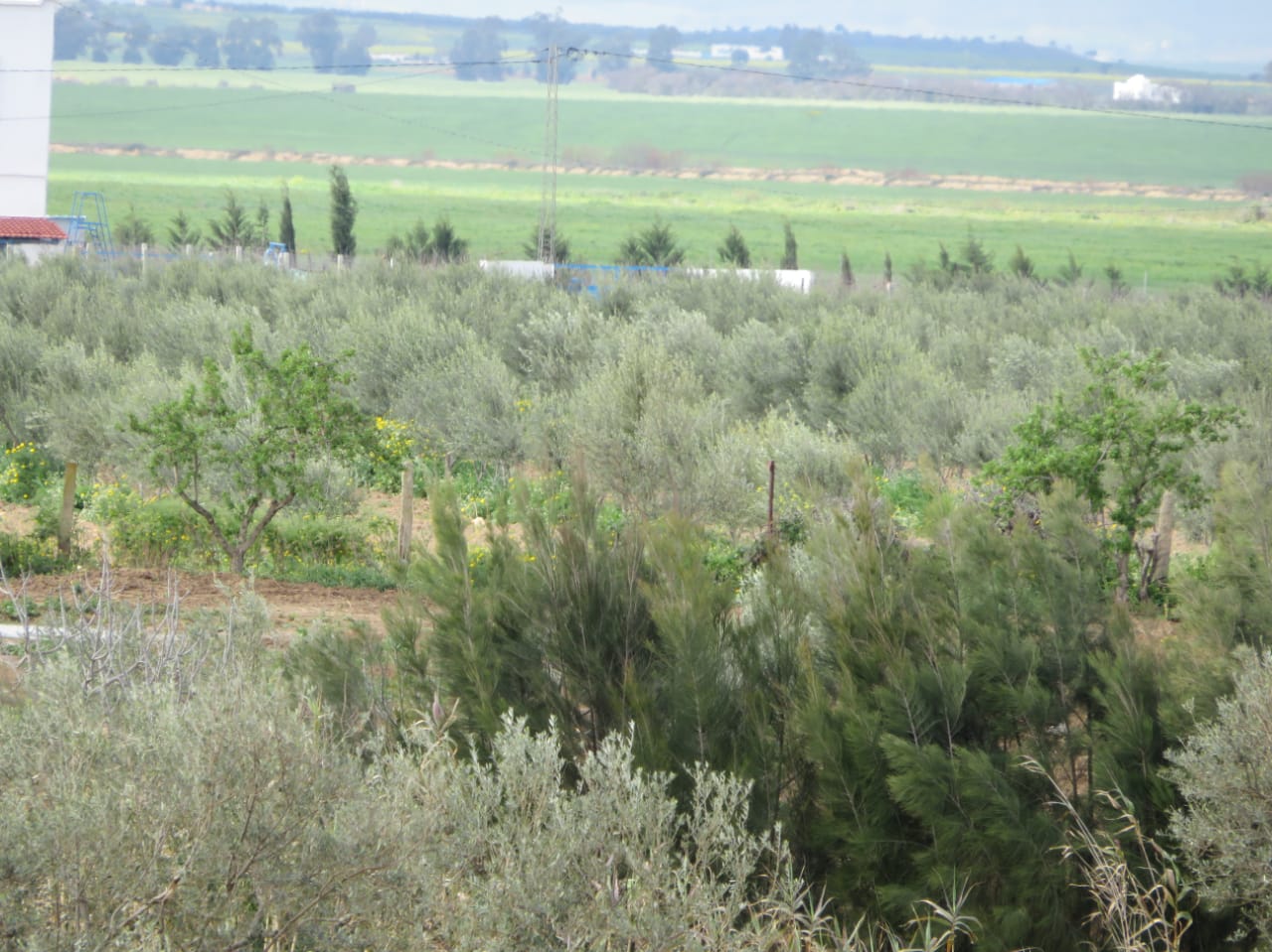 Bir Mcherga&nbsp;Boucha&nbsp;Terrain&nbsp;Terrain agricole&nbsp;Belle ferme 7 hectares villa haute standing