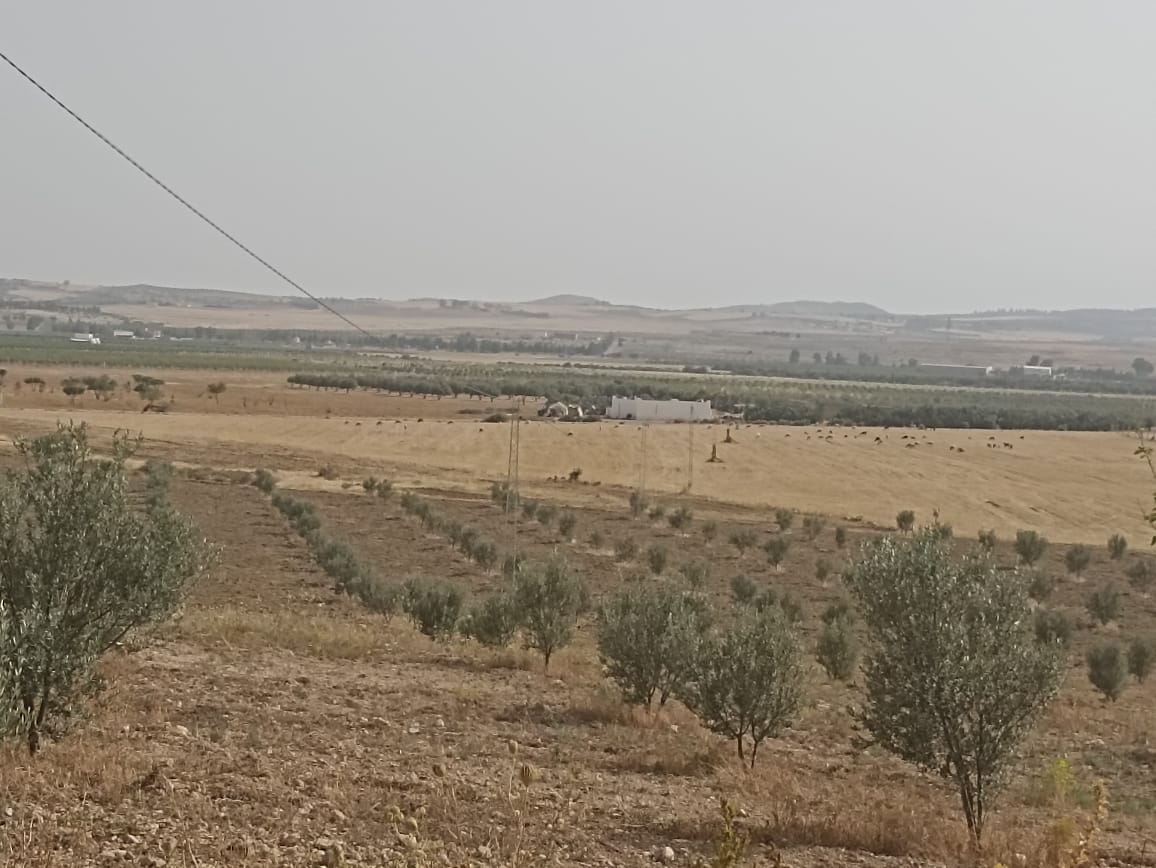 El Fahs Bent Saidane Terrain Terrain agricole Ferme 5 hectares 700 oliviers