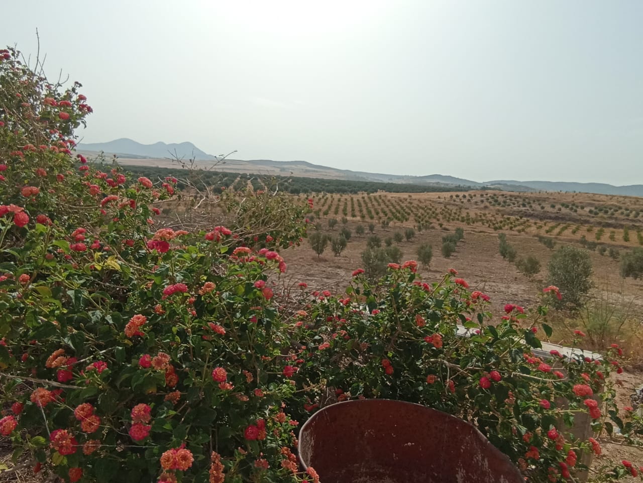 El Fahs Bent Saidane Terrain Terrain agricole Ferme 5 hectares 700 oliviers
