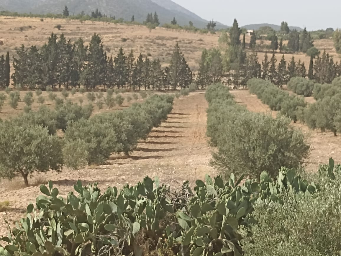 El Fahs Bent Saidane Terrain Terrain agricole Ferme 5 hectares 700 oliviers
