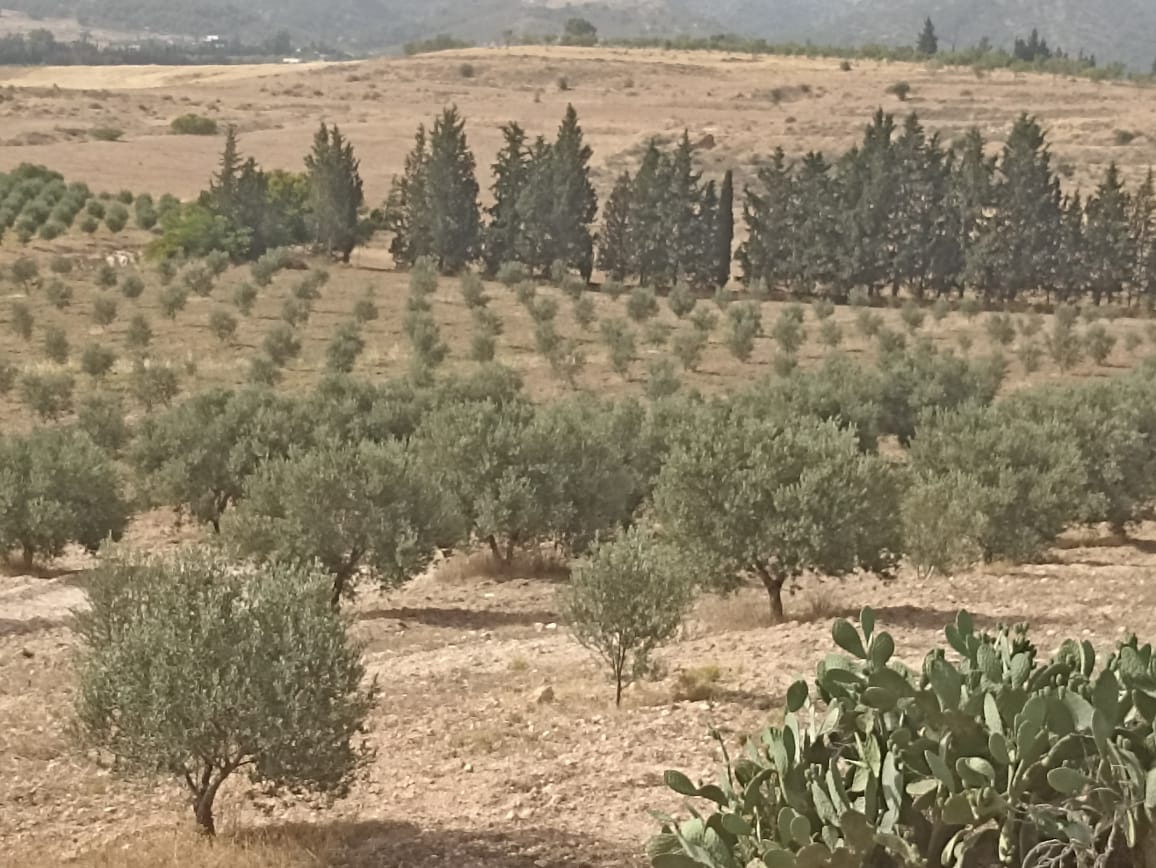 Terrain Terrain agricole