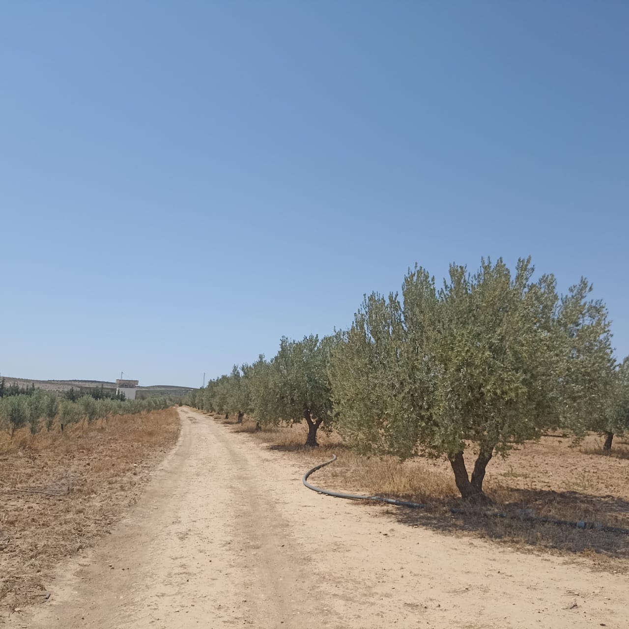 Terrain Terrain agricole