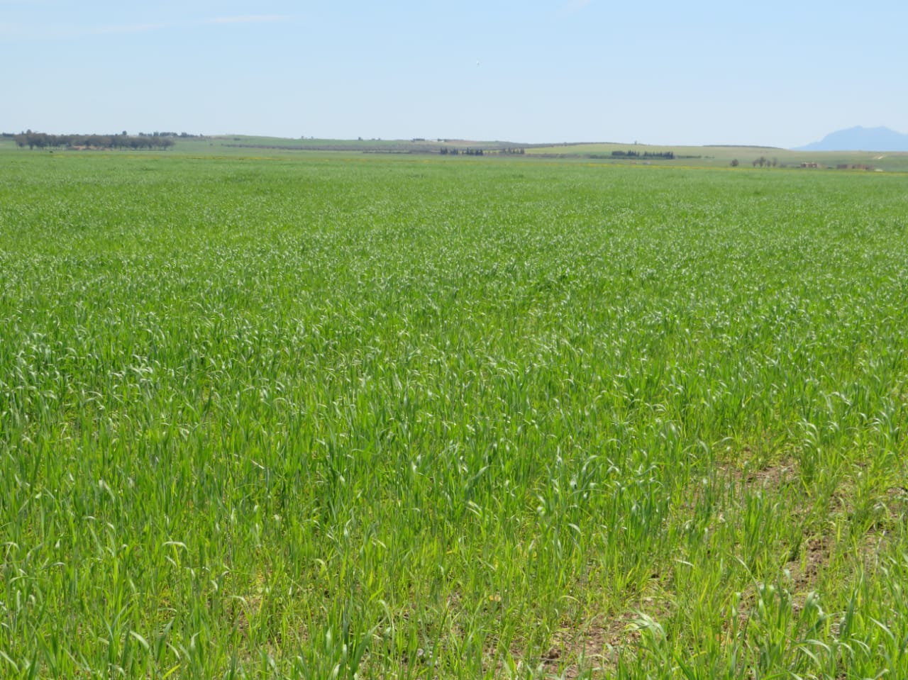 Terrain Terrain agricole