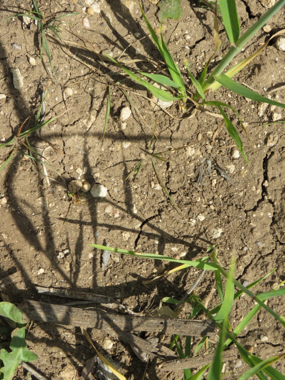 Bir Mcherga Boucha Terrain Terrain agricole Excellente 22 hectares plat