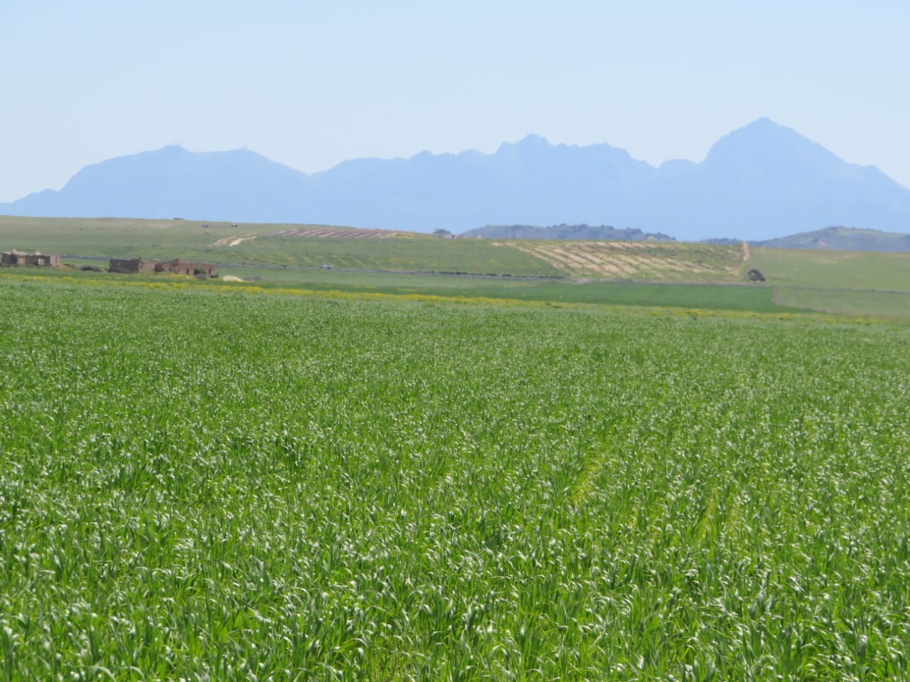 Bir Mcherga Boucha Terrain Terrain agricole Excellente 22 hectares plat