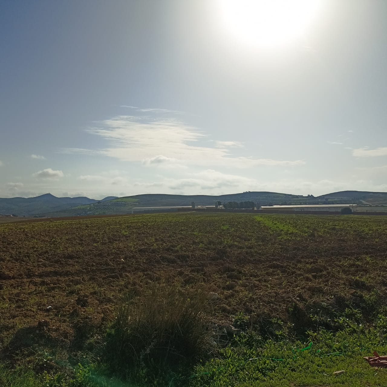 Bir Mcherga Bir Mcherga Terrain Terrain agricole 2 hectares 3000m2  32km de tunis