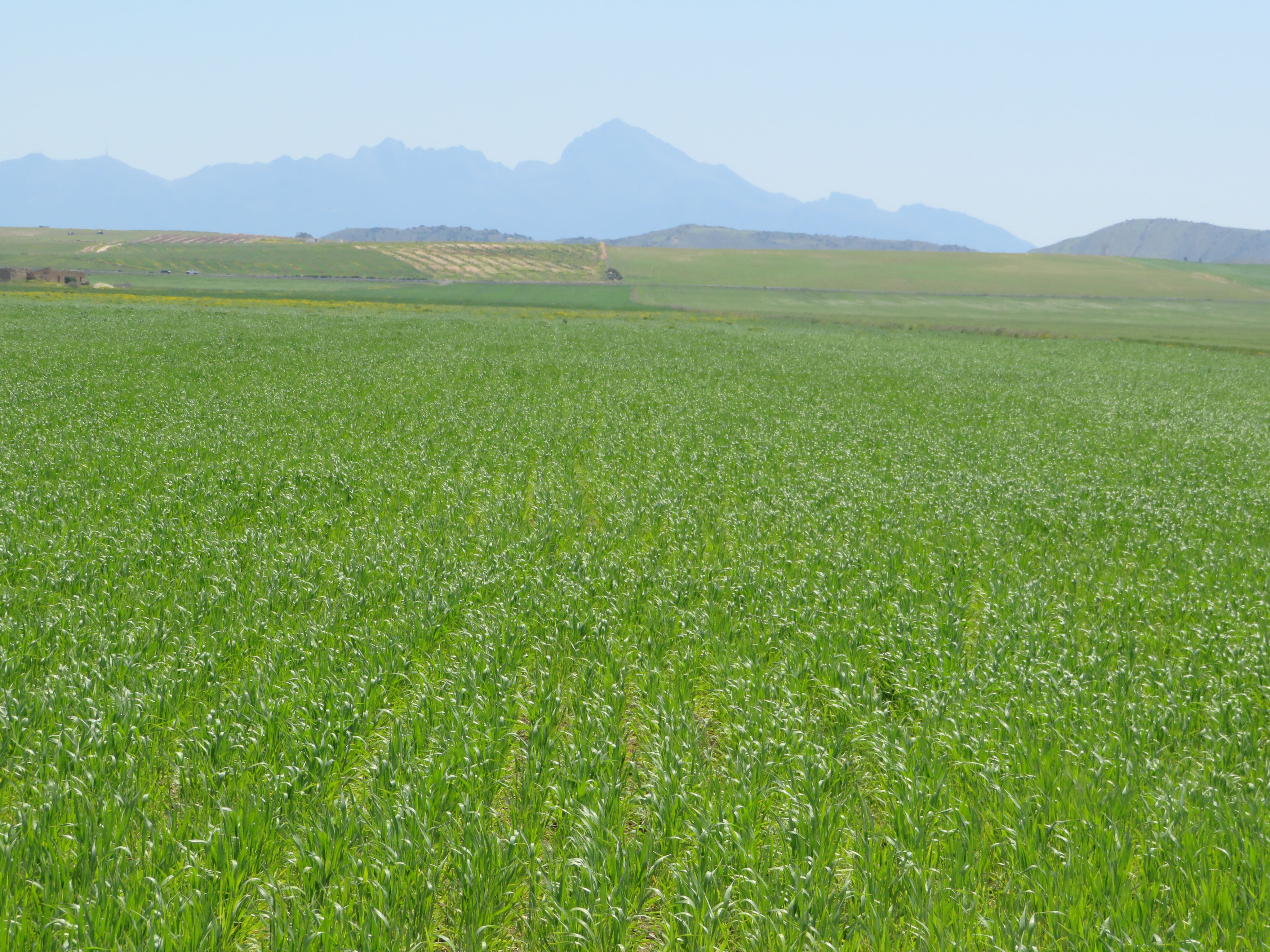 Bir Mcherga&nbsp;Boucha&nbsp;Terrain&nbsp;Terrain agricole&nbsp;22 hectare  terrain plat et fertile