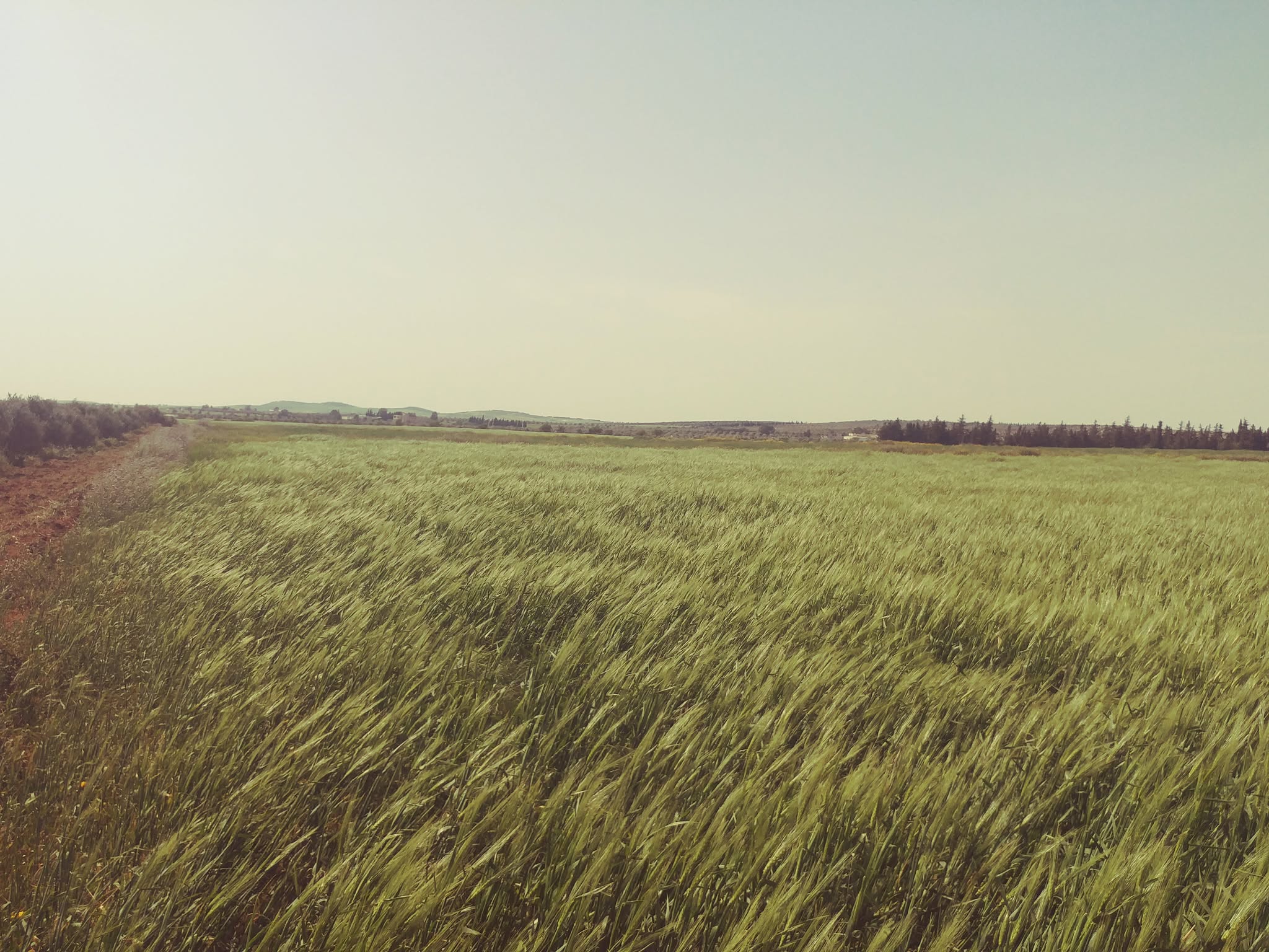 Bir Mcherga&nbsp;Bir Mcherga&nbsp;Terrain&nbsp;Terrain agricole&nbsp;2 hectares et 7 500 m2 nu mnagaa