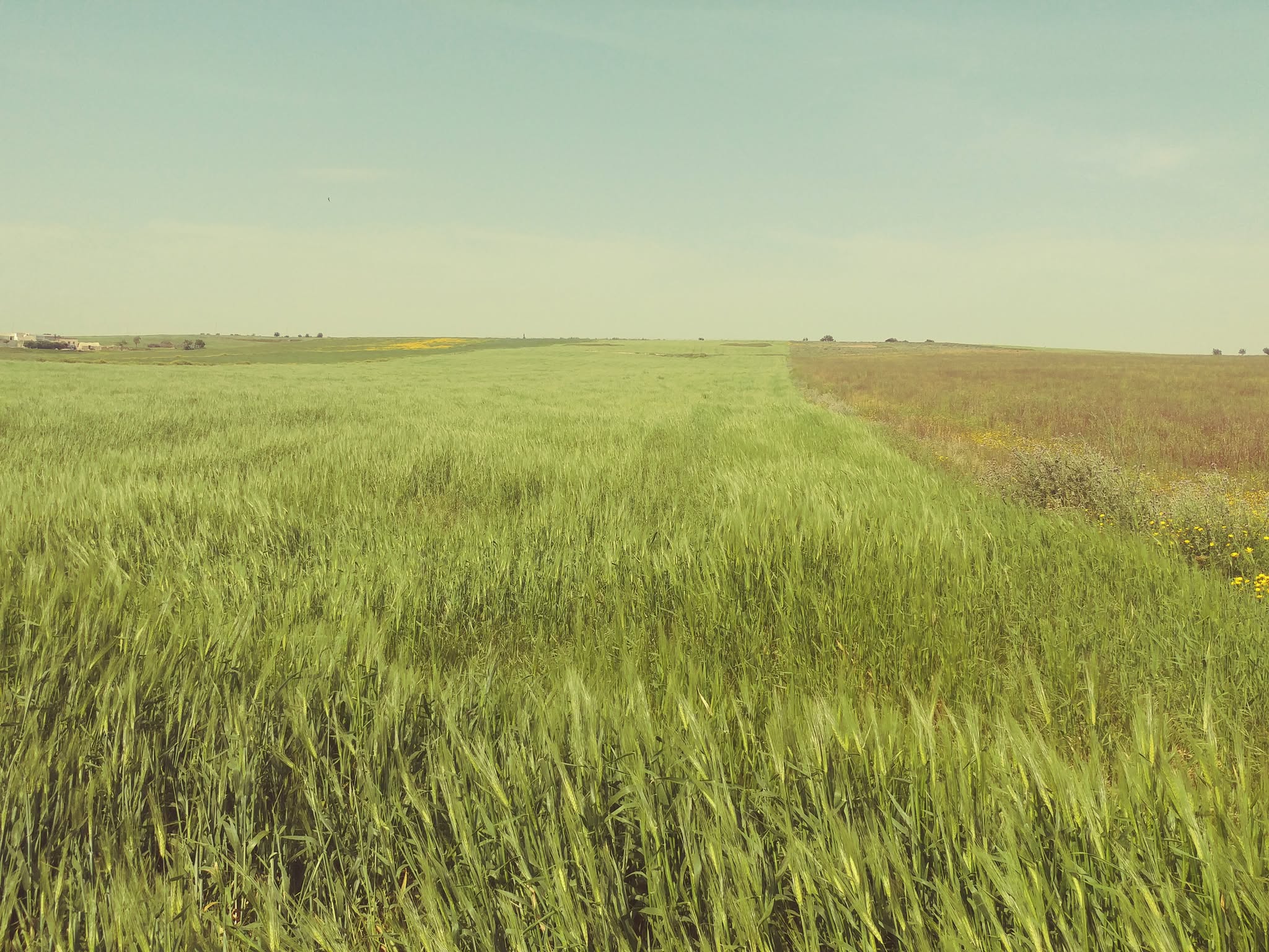 Bir Mcherga&nbsp;Bir Mcherga&nbsp;Terrain&nbsp;Terrain agricole&nbsp;2 hectares et 7 500 m2 nu mnagaa