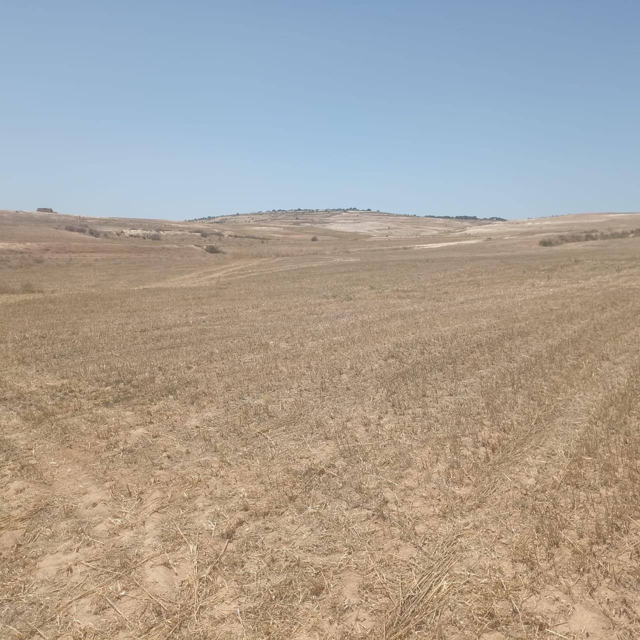 Bir Mcherga Boucha Terrain Terrain agricole 110hectares nu a boucha 50km de tunis