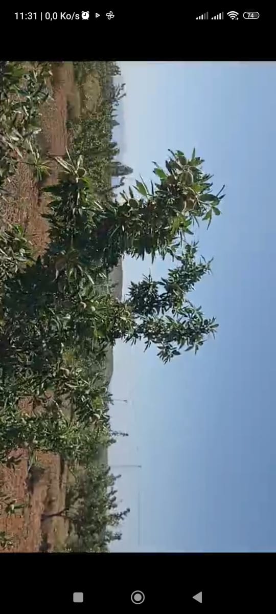 Bir Mcherga&nbsp;Delaiel El Arouss&nbsp;Terrain&nbsp;Terrain agricole&nbsp;Ferme 6hectares et 5000m2