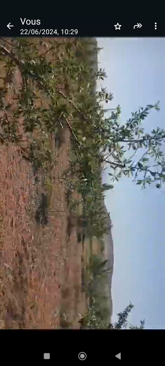 Bir Mcherga&nbsp;Delaiel El Arouss&nbsp;Terrain&nbsp;Terrain agricole&nbsp;Ferme 6hectares et 5000m2