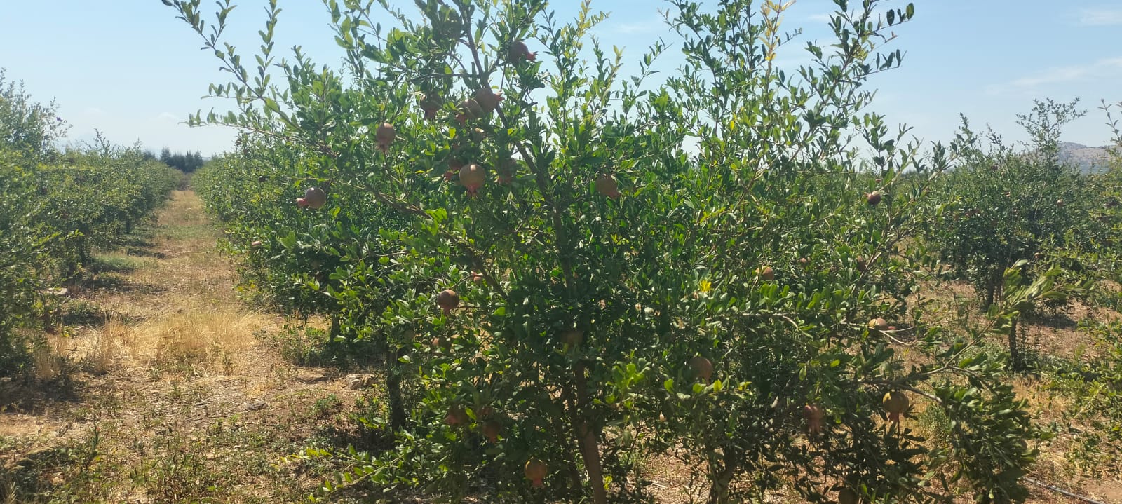 Bir Mcherga&nbsp;Boucha&nbsp;Terrain&nbsp;Terrain agricole&nbsp;11hectares  grenadiers et d'oliviers