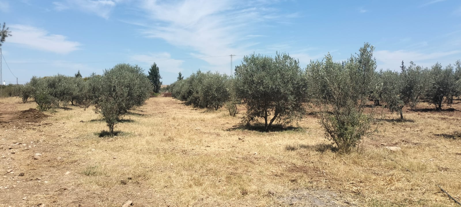 Bir Mcherga&nbsp;Boucha&nbsp;Terrain&nbsp;Terrain agricole&nbsp;11hectares  grenadiers et d'oliviers