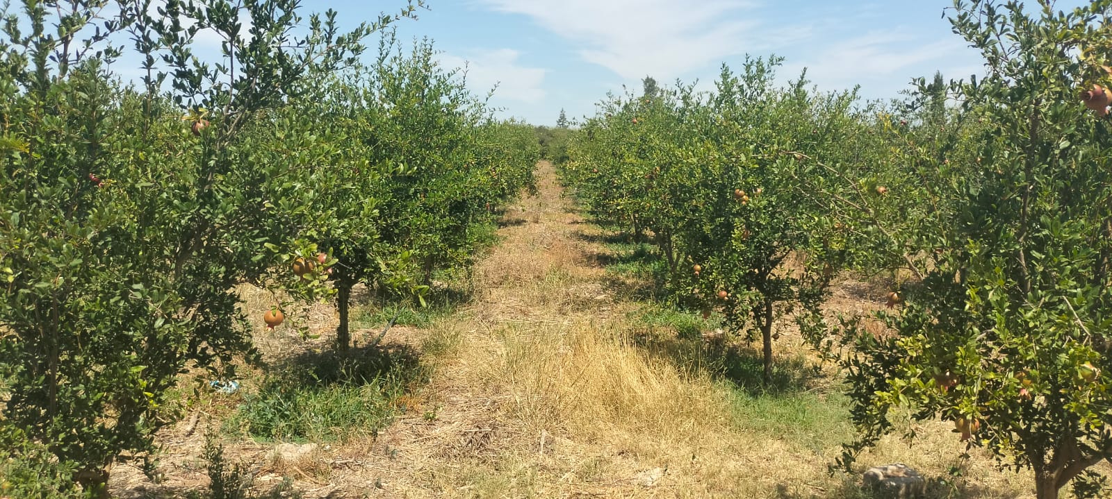 Bir Mcherga&nbsp;Boucha&nbsp;Terrain&nbsp;Terrain agricole&nbsp;7 hectares de ferme de grenadiers et d'oliviers