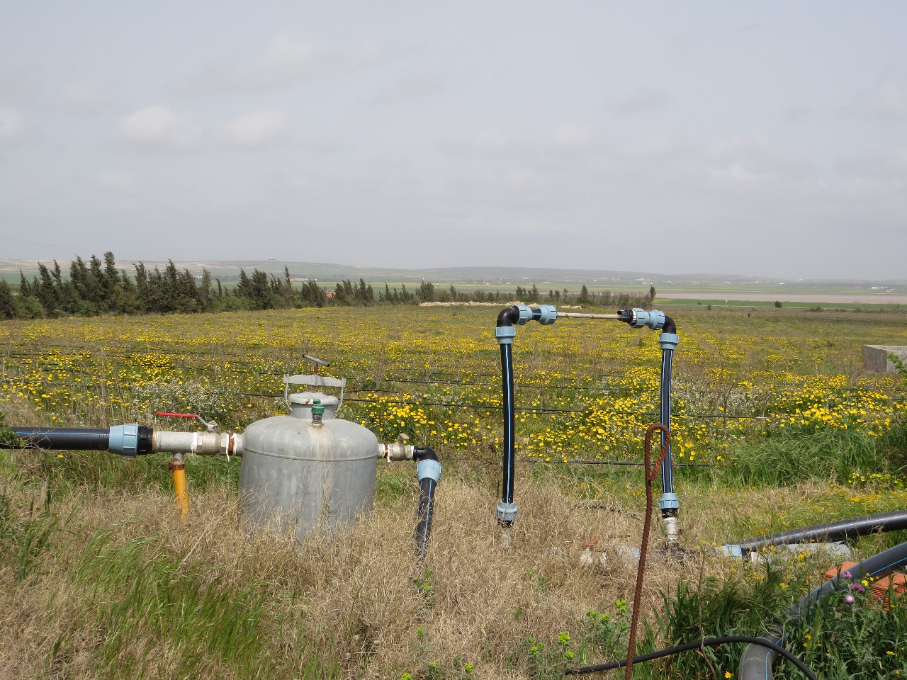 Bir Mcherga&nbsp;Boucha&nbsp;Terrain&nbsp;Terrain agricole&nbsp;7 hectares de ferme de grenadiers et d'oliviers