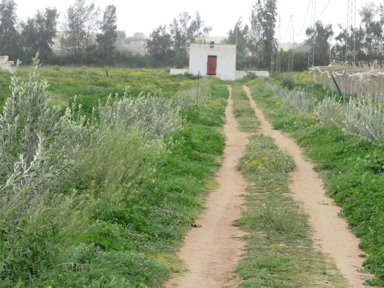 Bir Mcherga&nbsp;Boucha&nbsp;Terrain&nbsp;Terrain agricole&nbsp;7 hectares de ferme de grenadiers et d'oliviers