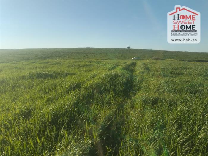 Beja Nord Beja Vente Surfaces Terrain agricole rakel   mjez el bja