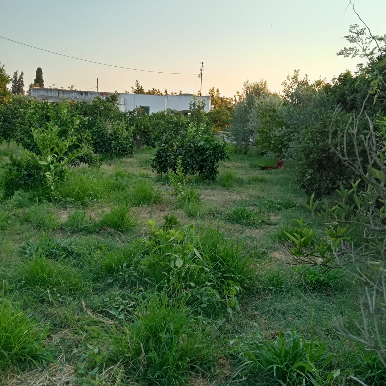 Terrain Terrain agricole