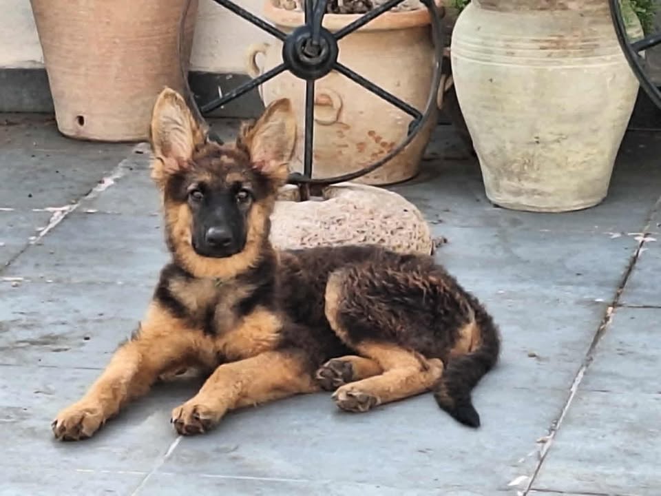 Chiens Autre