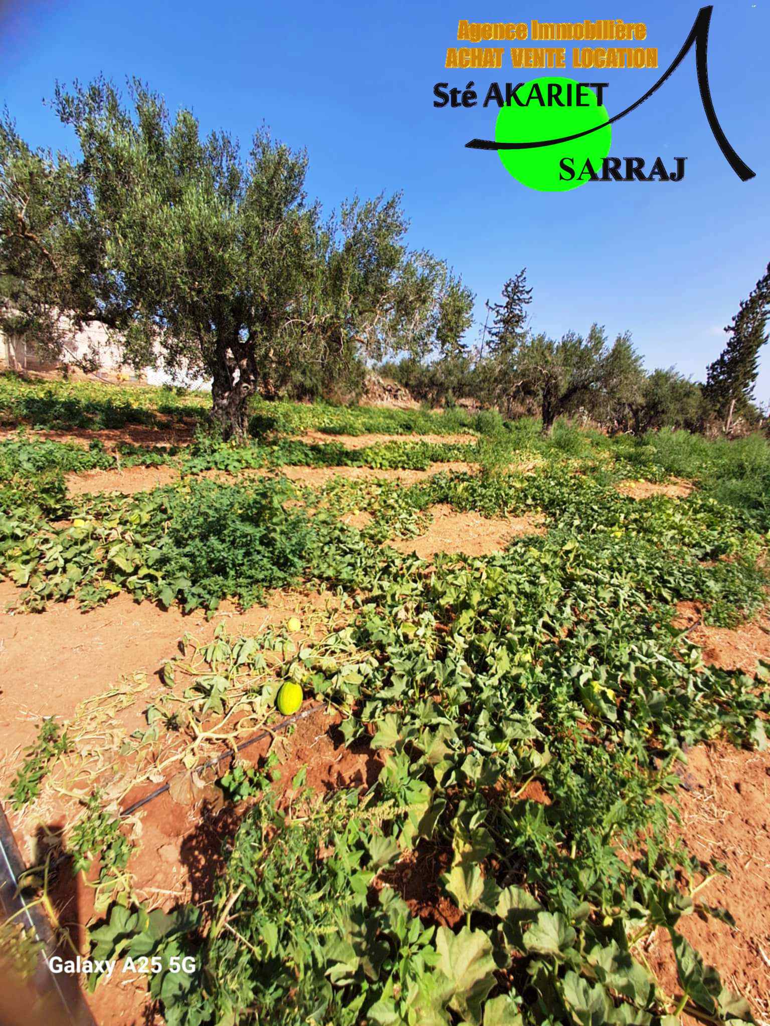 Sidi Bou Ali Sidi Bou Ali Terrain Terrain agricole Senia cltur 2 hectares et 600m  sidi bouali