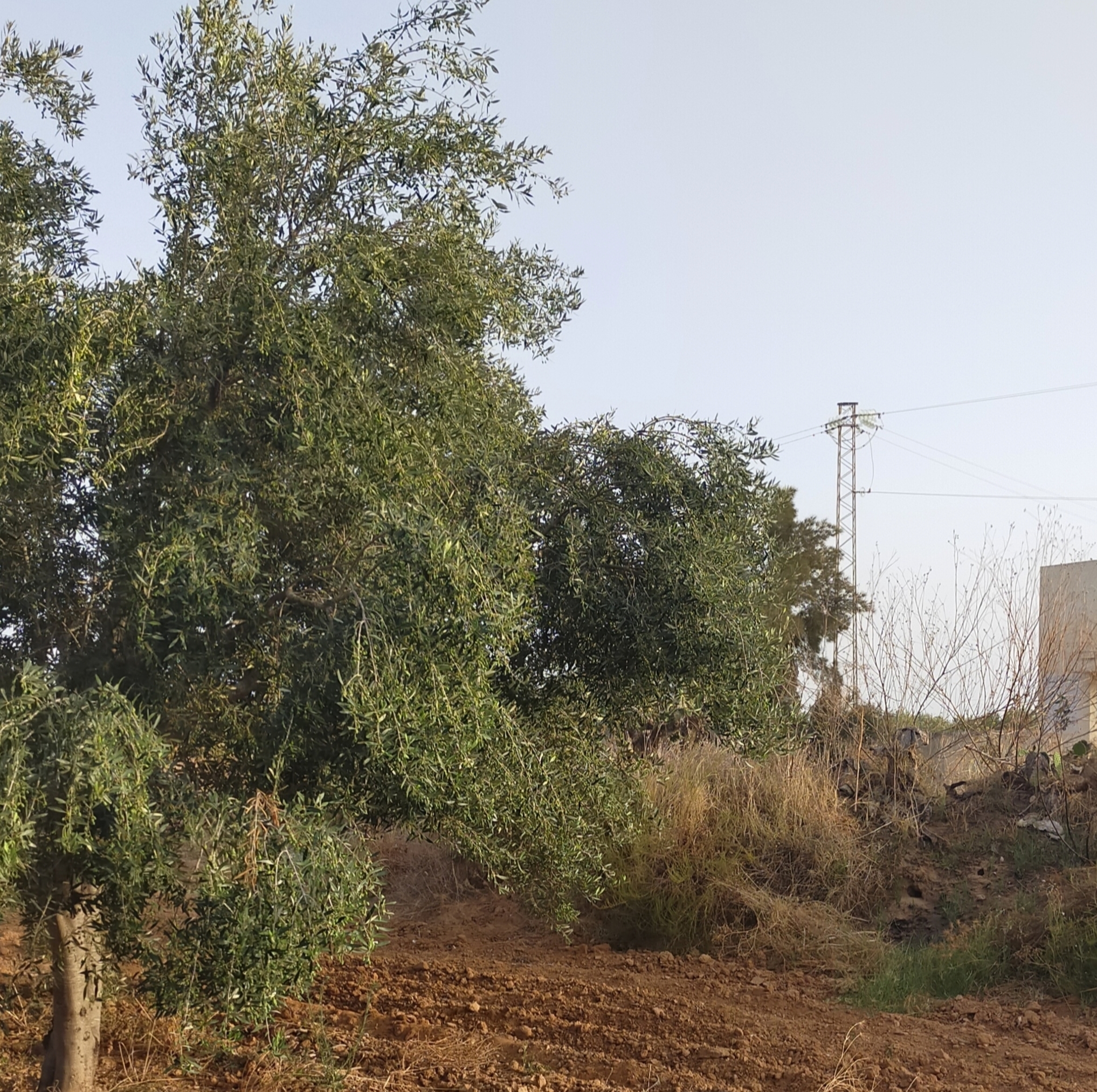 Sfax Ville Bir Ben Ayed Terrain Terrain agricole Terrain agricole  bir ben ayed sfax