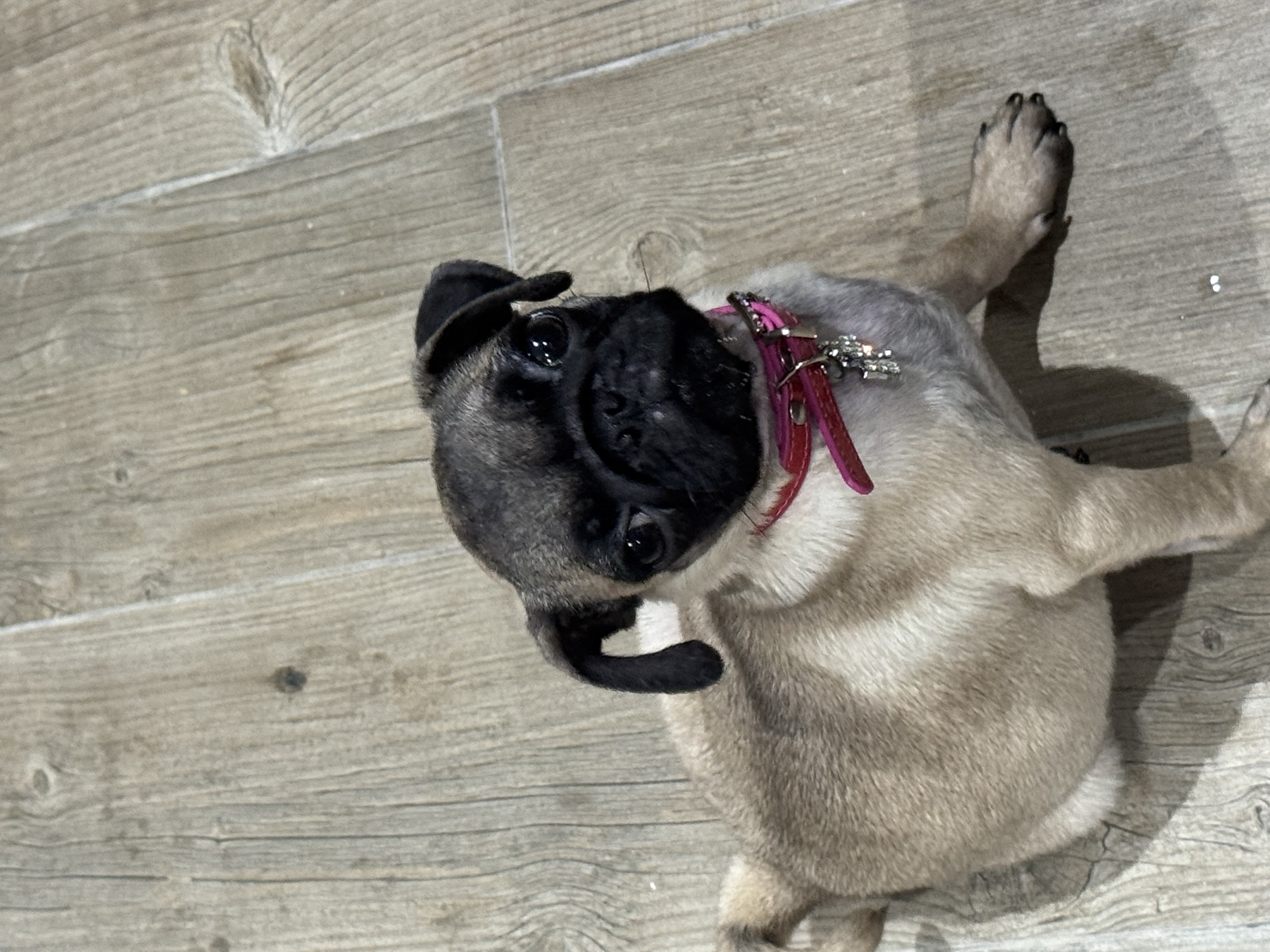 Chiens Autre