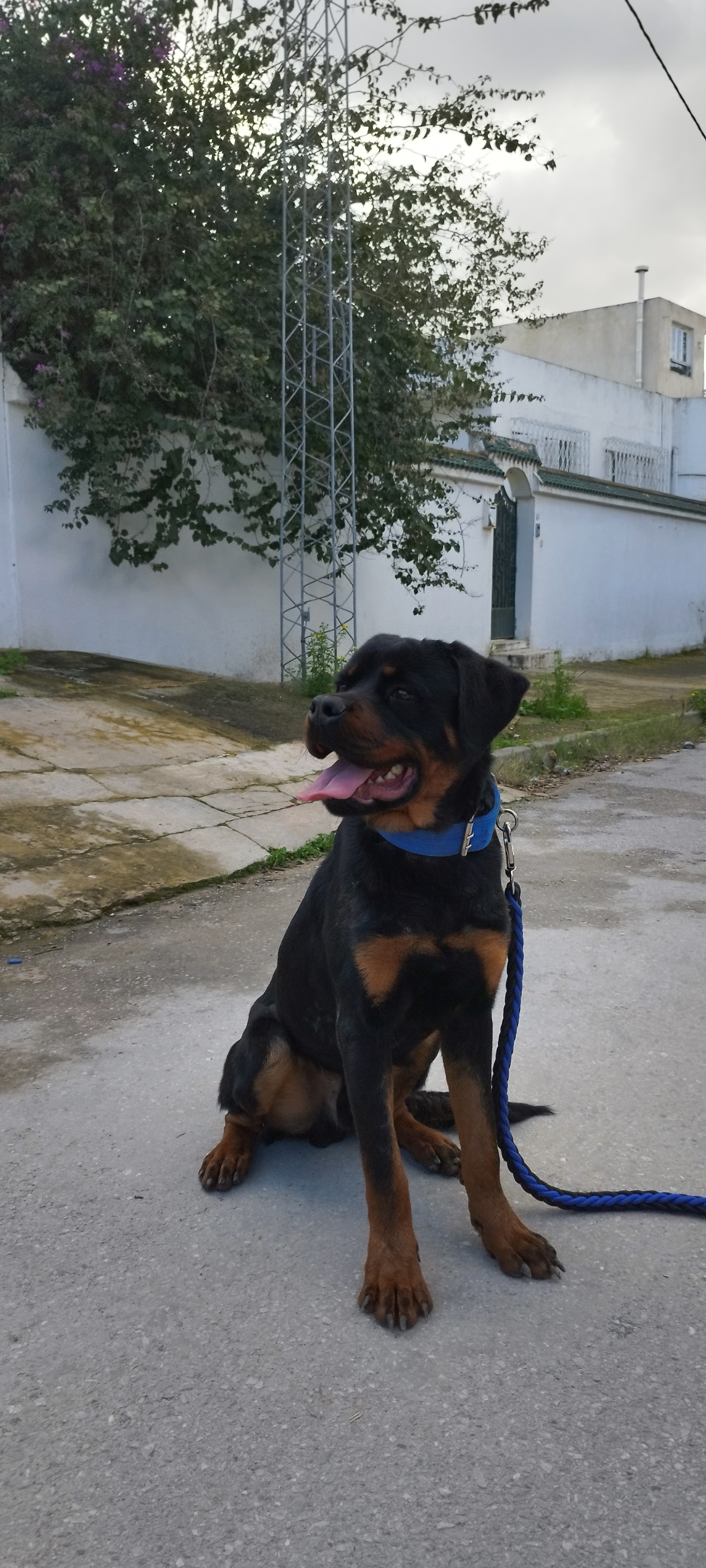 Chiens Autre