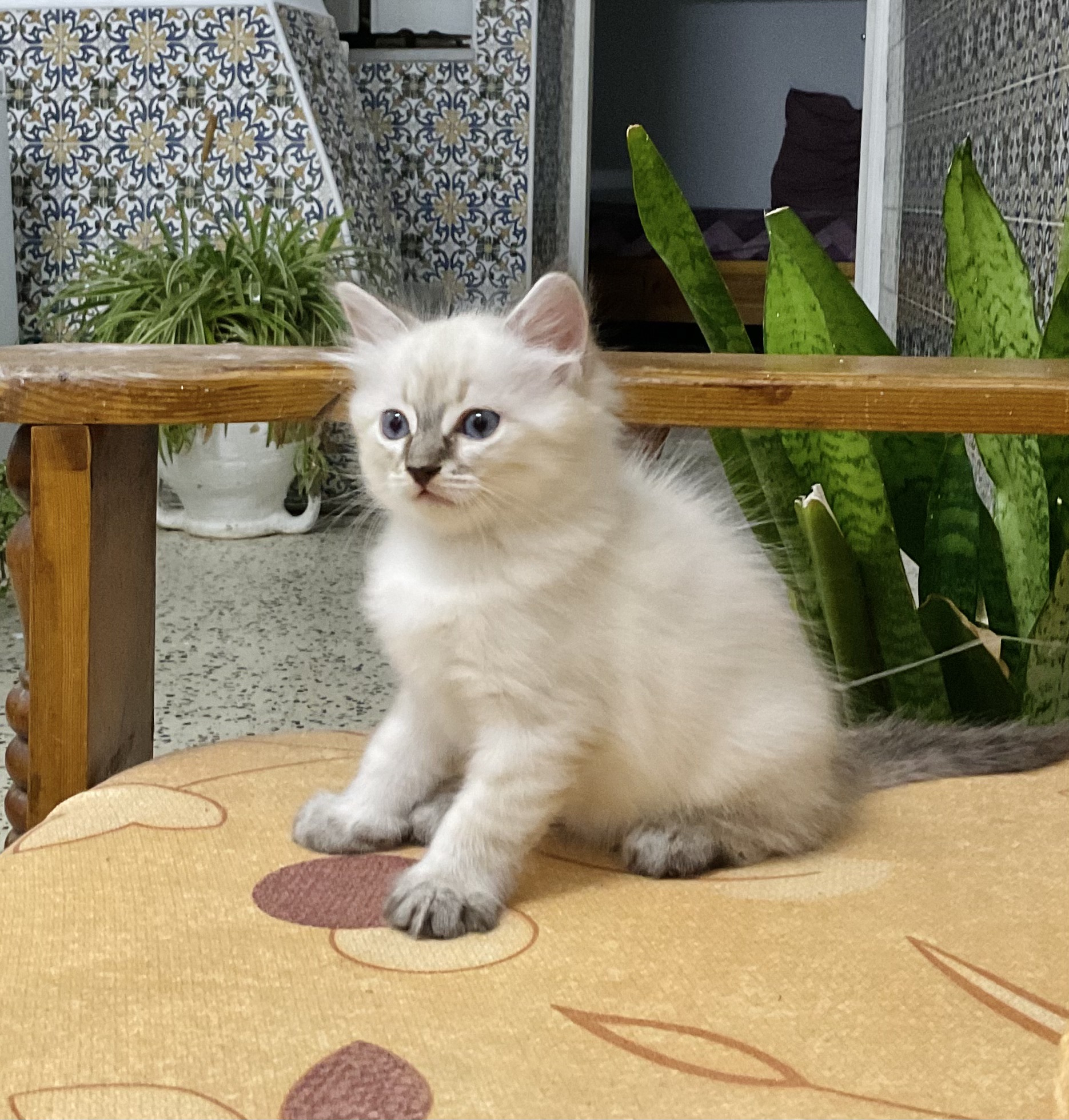Chats Autre