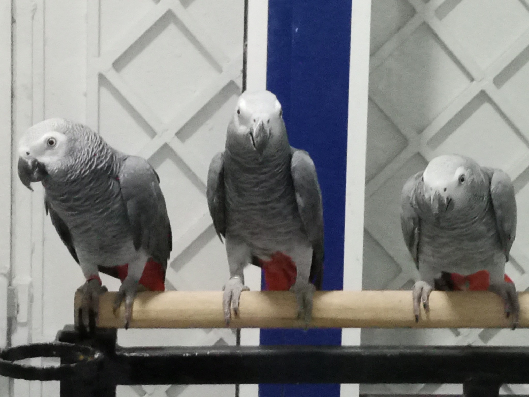 Oiseaux Autre