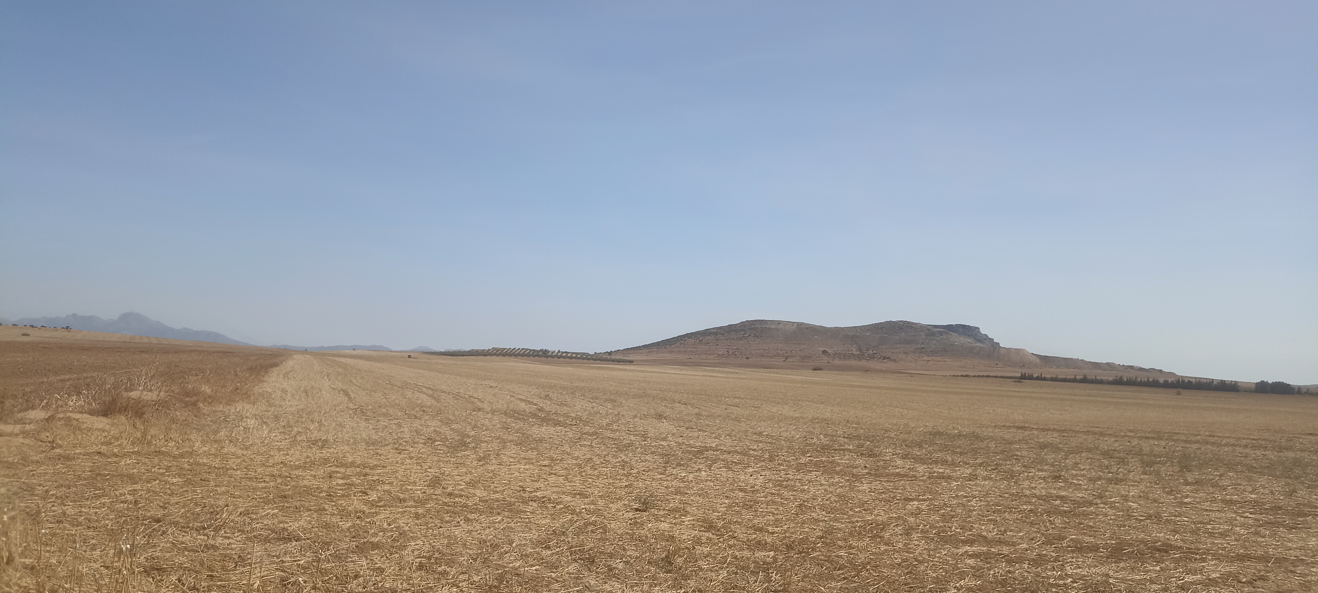 Bir Mcherga Delaiel El Arouss Terrain Terrain agricole 8 hectares nu excellente nappe phratique